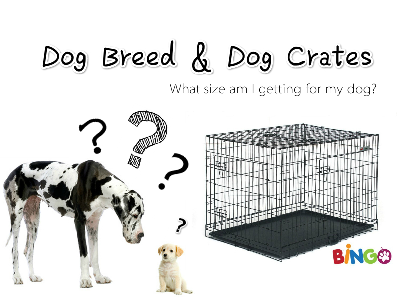 Dog Crate Buying Guide What Dog Crate Size Do I Need? Treasurebox Blogs