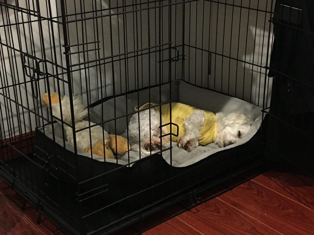 Dog Crate Buying Guide